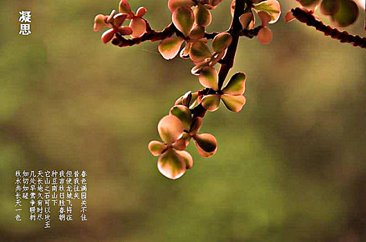dự đoán xổ số cần thơ